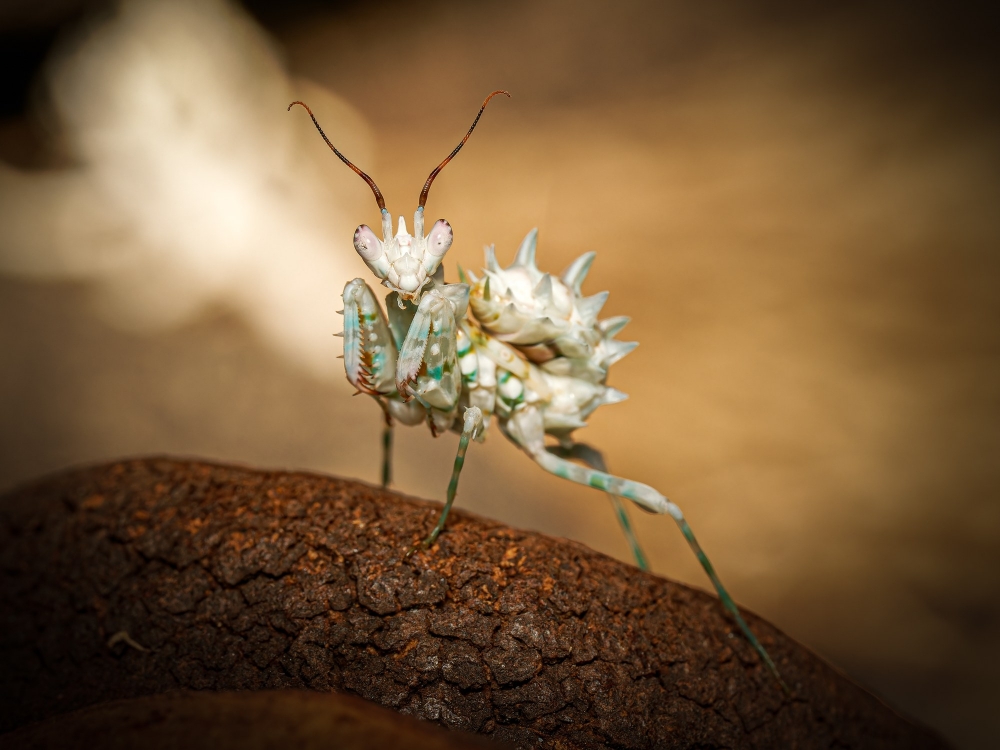 Pseudocreobotra Lestoni — 40 × 30 cm