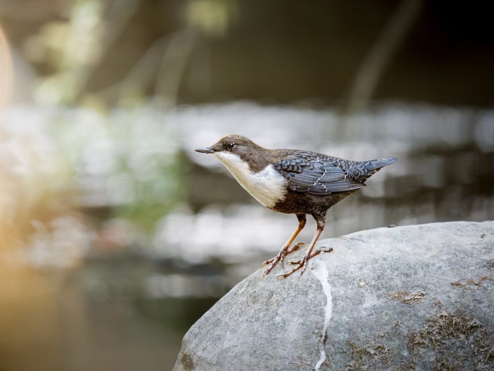 White-throated Dipper in Les Planches-en-Montagne — 40 × 30 cm