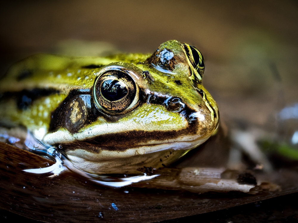 Water Frog in Mézières-en-Brenne — 70 × 50 cm