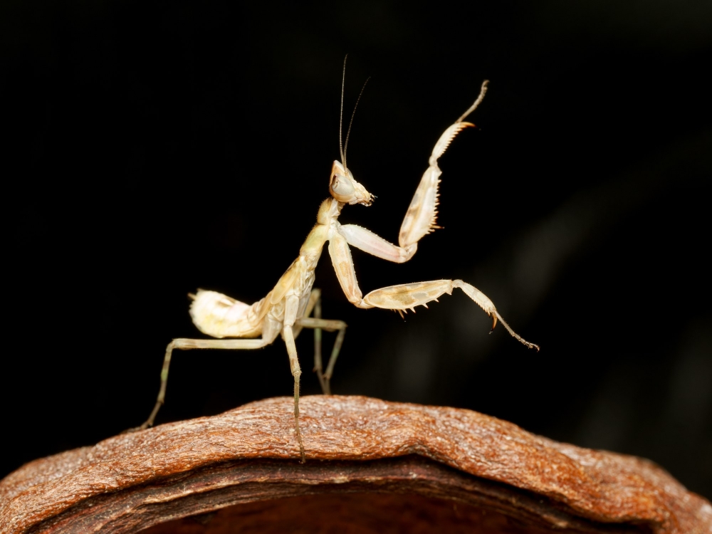 Creobroter Gemmatus — 20251115-2025-11-15 — 60 × 40 cm