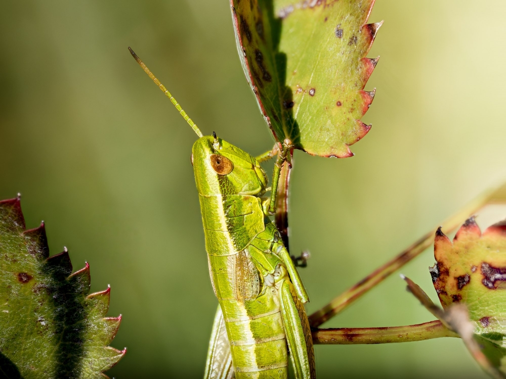 Small Gold Grasshopper in Frasne — 70 × 50 cm