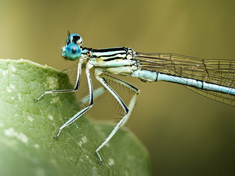 Platycnemis Pennipes — Cheny — 40 × 30 cm
