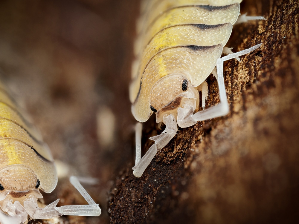 Porcellio Bolivari — 70 × 50 cm