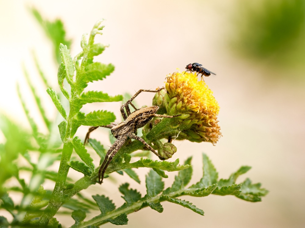 Pisaura Mirabilis & Chloropidae Indet — Les Planches-en-Montagne — 70 × 50 cm