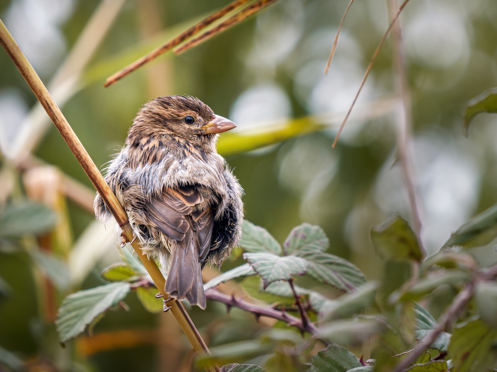House Sparrow in 20251201 — 40 × 30 cm