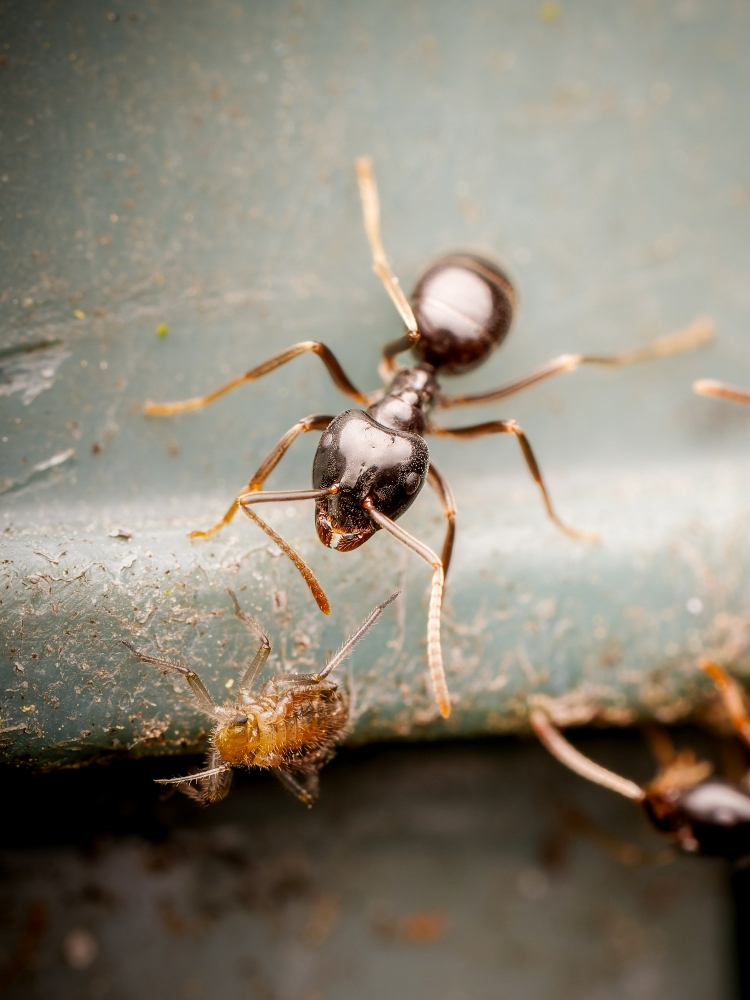 Lasius Fuliginosus — Joigny