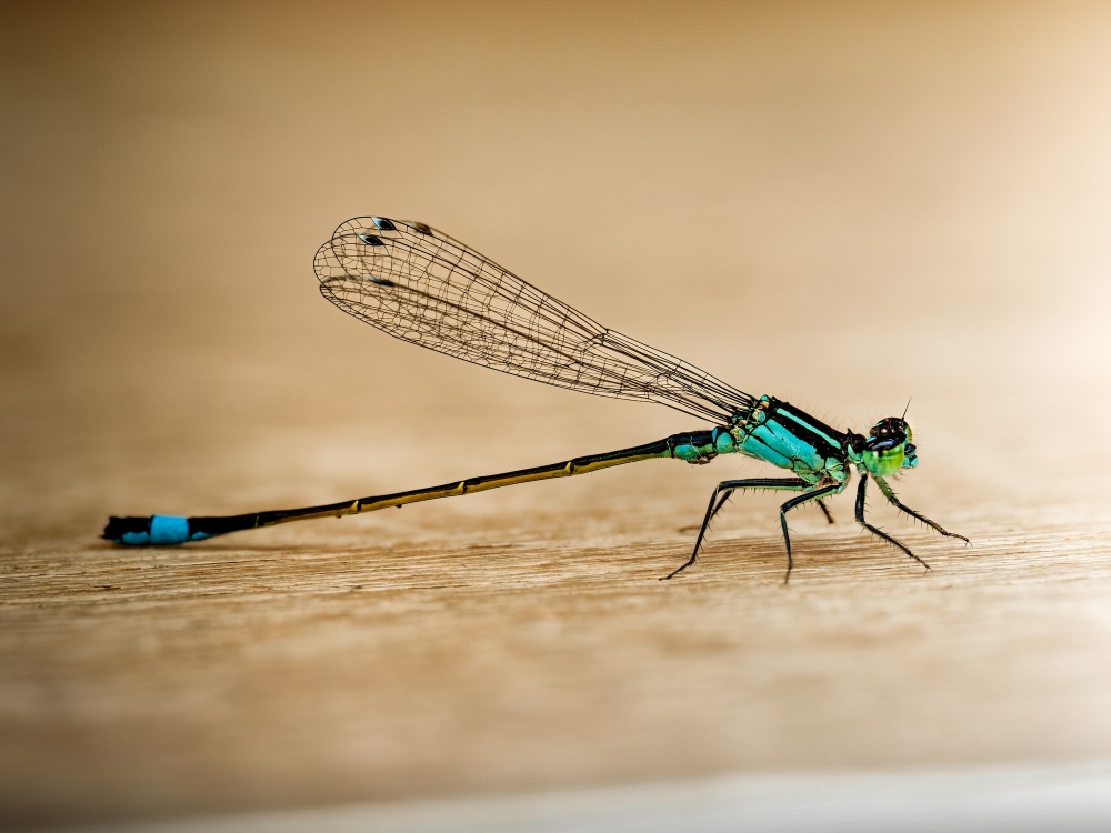Ischnura Elegans — Mézières-en-Brenne — 70 × 50 cm