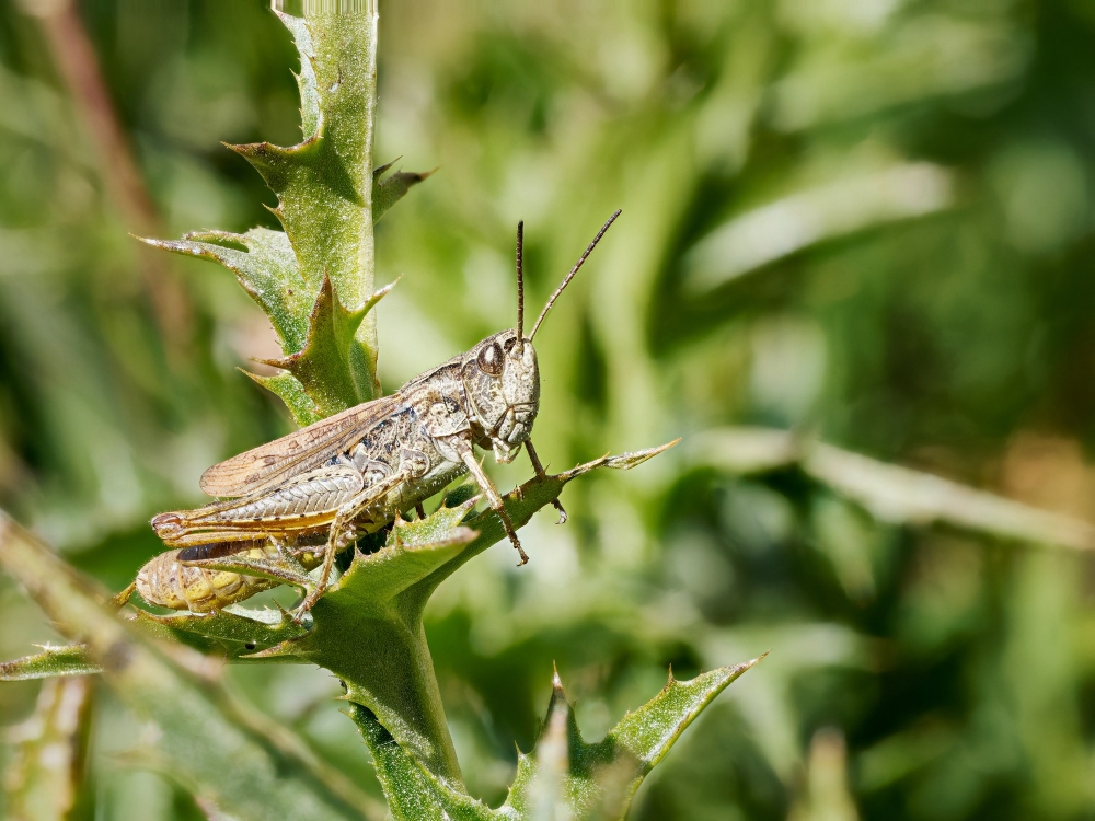 Chorthippus Apricarius — 20250811 — 60 × 40 cm