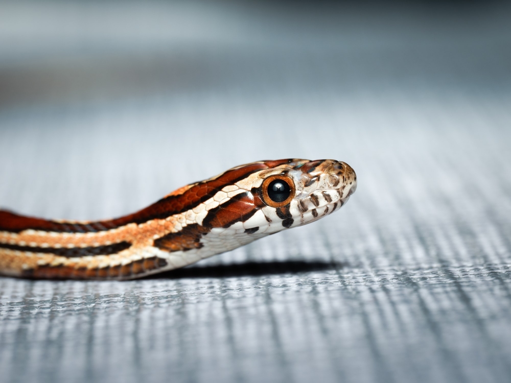 Pantherophis Guttatus — 20251115-2025-11-15 — 60 × 40 cm