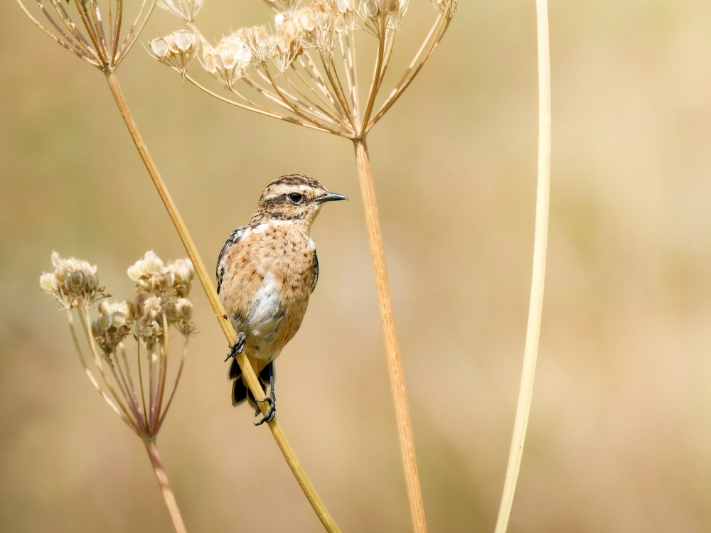 Saxicola Rubetra — Tignes — 60 × 40 cm