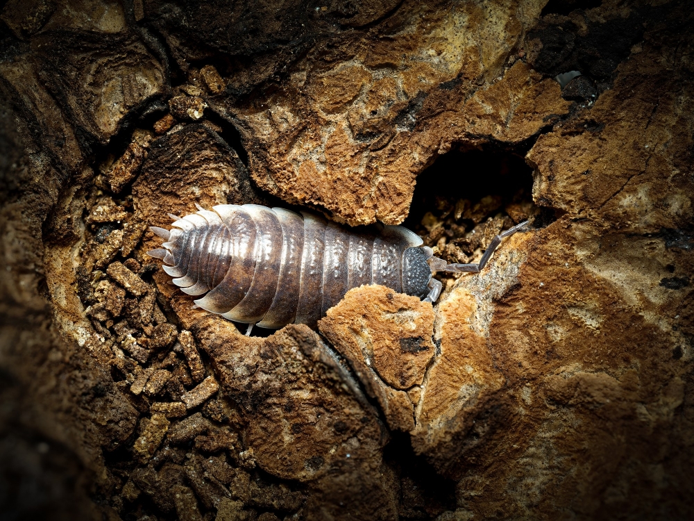 Porcellio Hoffmannseggi — 70 × 50 cm