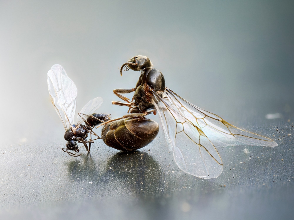Lasius Niger — Sceaux — 70 × 50 cm