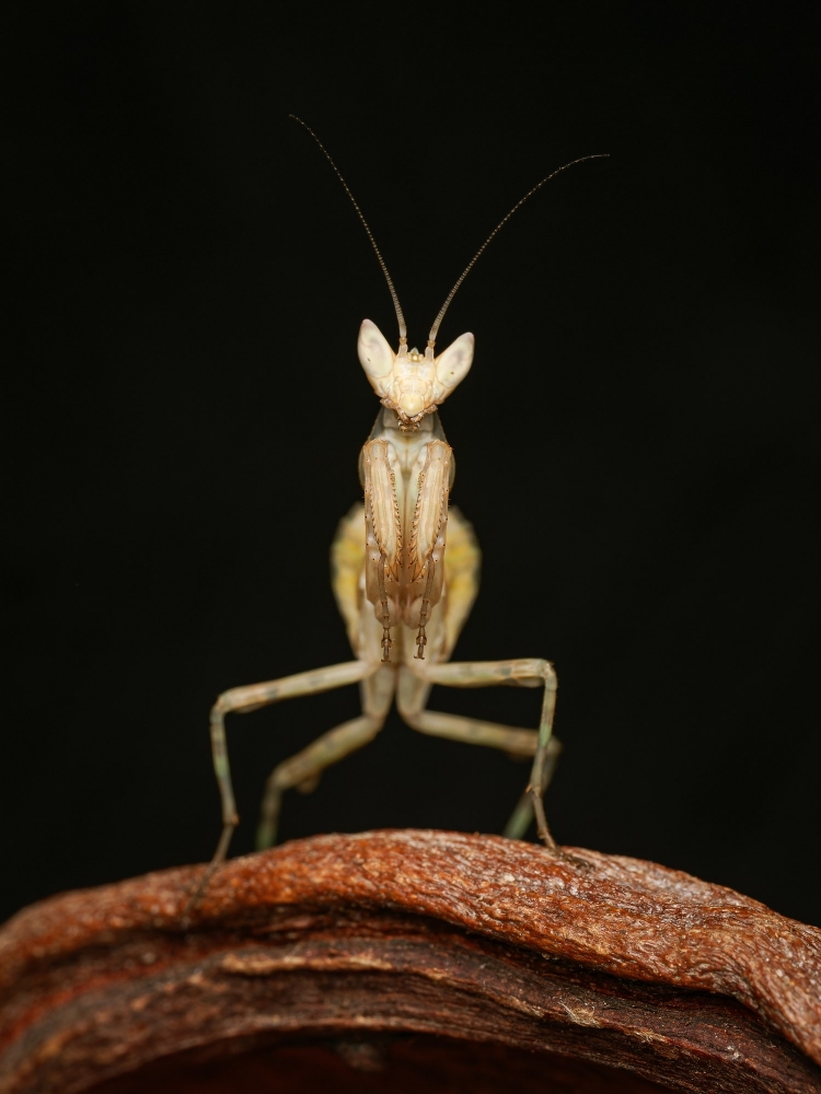Creobroter Gemmatus — 20251115-2025-11-15 — 40 × 60 cm