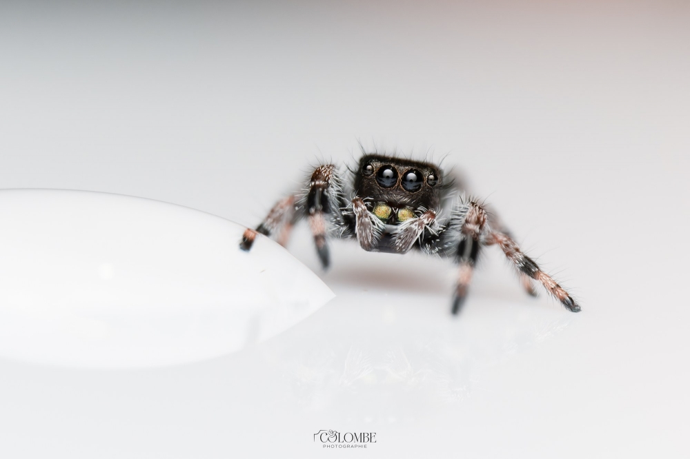 20250124,25 L5 Phidippus Regius Bahamas — 70 × 50 cm