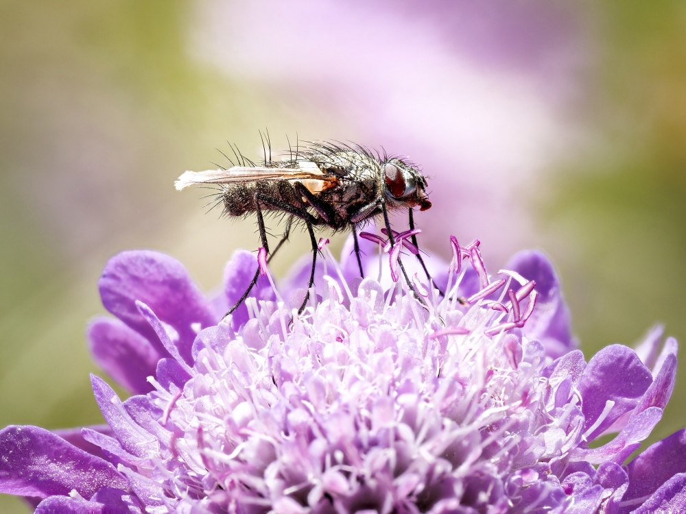 Eriothrix Rufomaculatus — 20250811 — 60 × 40 cm