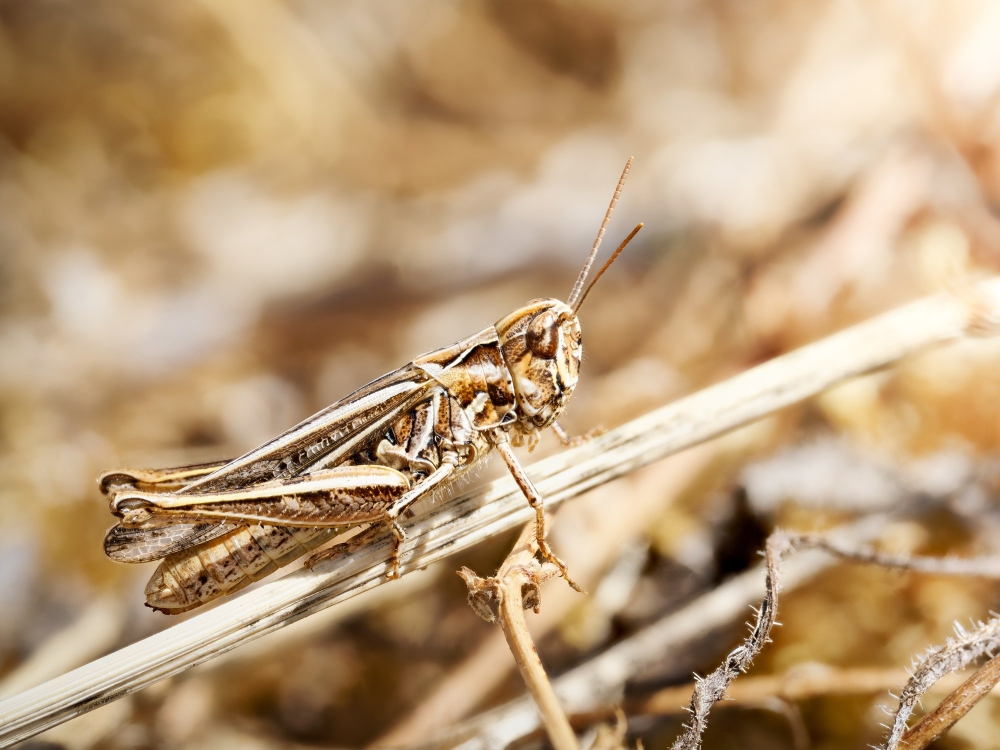 Chorthippus Biguttulus Group — Cheny — 60 × 40 cm