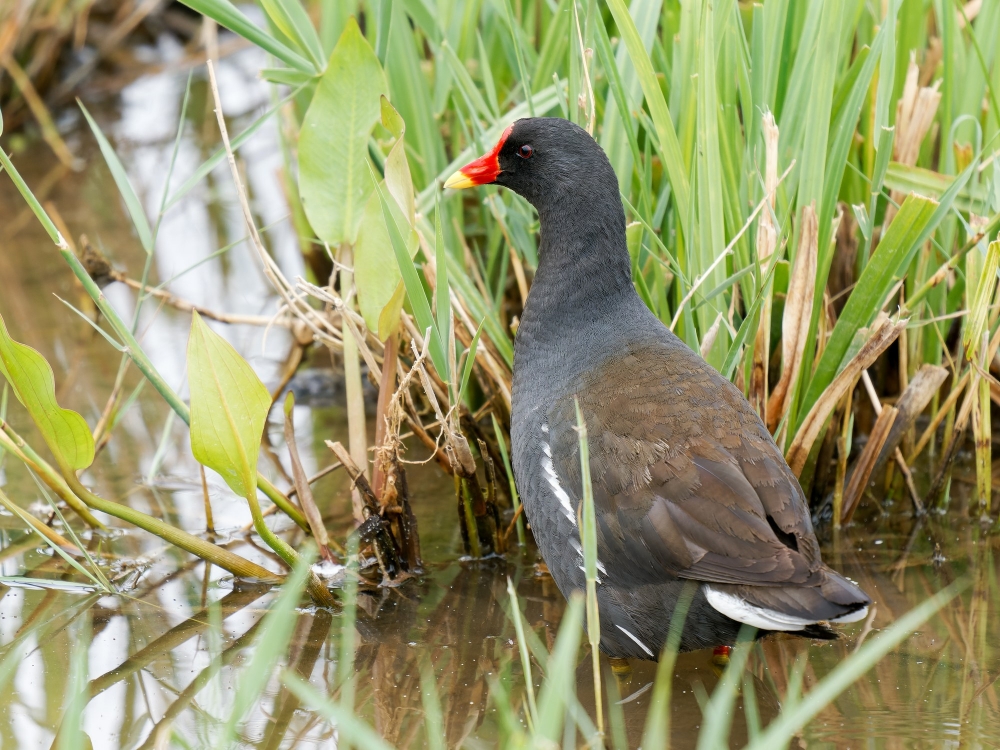 Gallinula Chloropus — 20250518 — 70 × 50 cm
