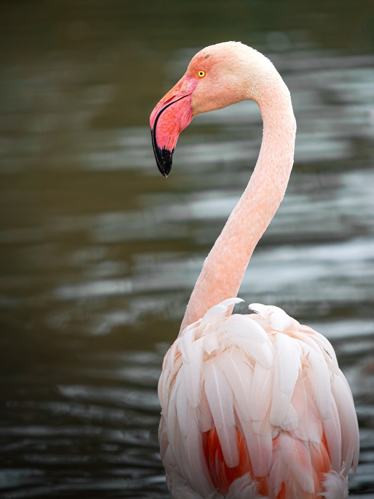 Phoenicopterus Roseus — 20251201 — 40 × 60 cm