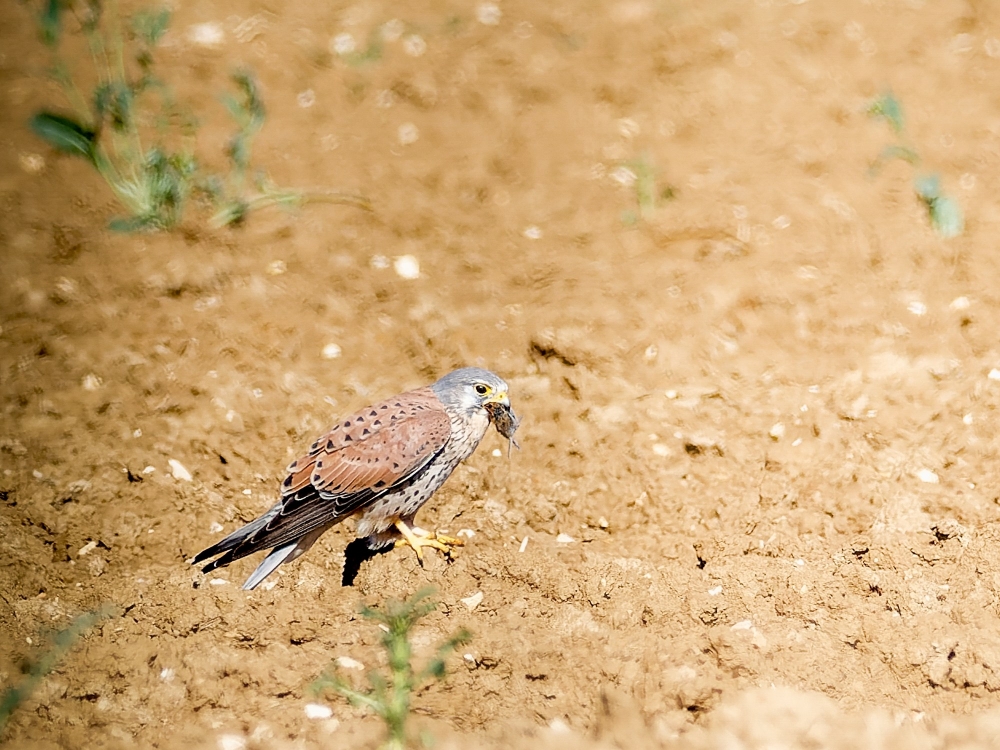Falco Tinnunculus — Vergigny