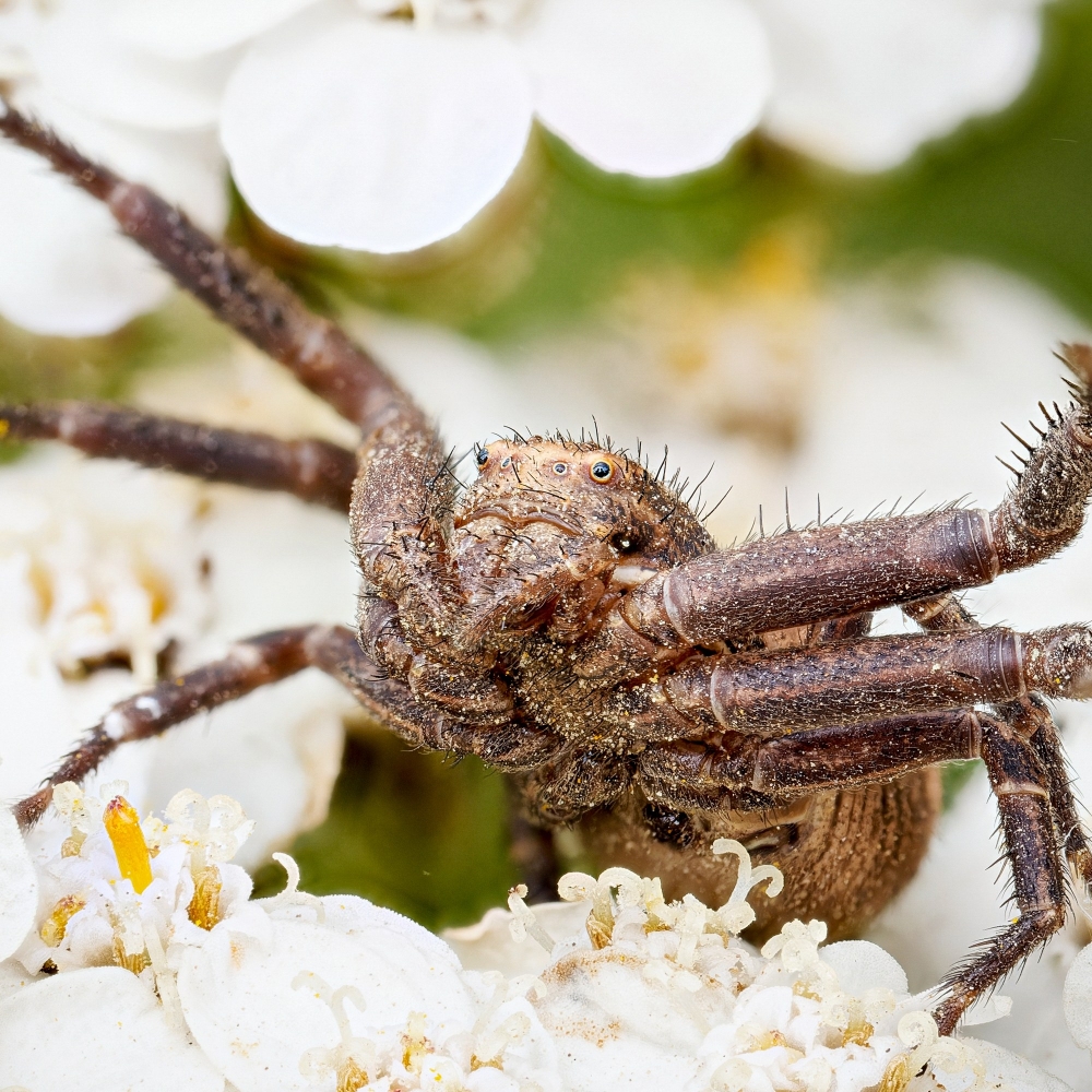 Xysticus Spec — 20250812 — 40 × 30 cm