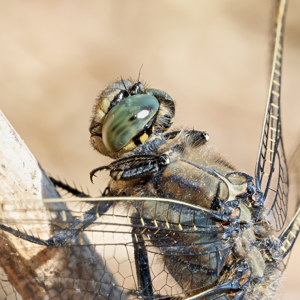 Black-tailed Skimmer in 20250516 — 70 × 50 cm