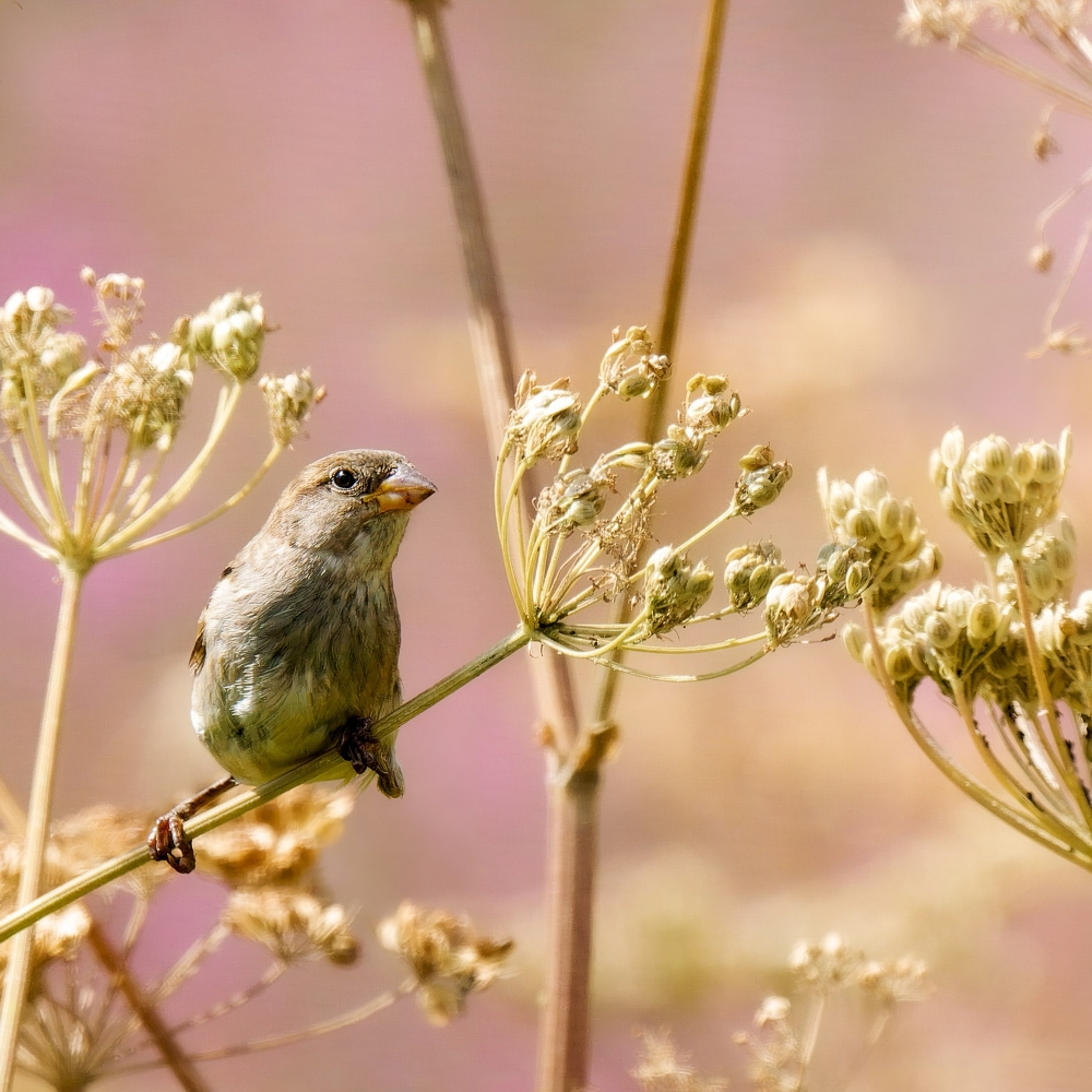 House Sparrow in Tignes — 40 × 30 cm
