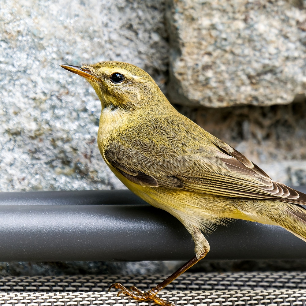 Phylloscopus Trochilus — Tignes — 70 × 50 cm