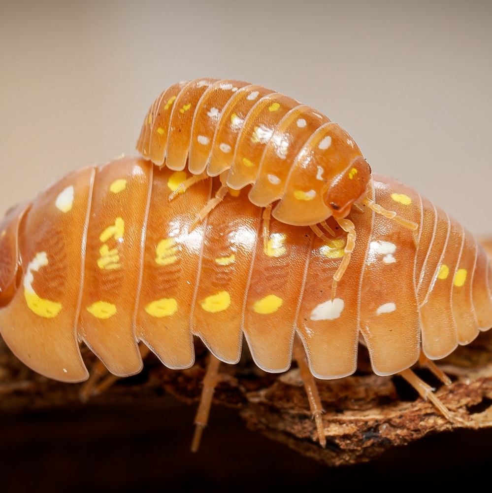 Armandillidium Frontetriangulum Corfu Orange — 40 × 30 cm