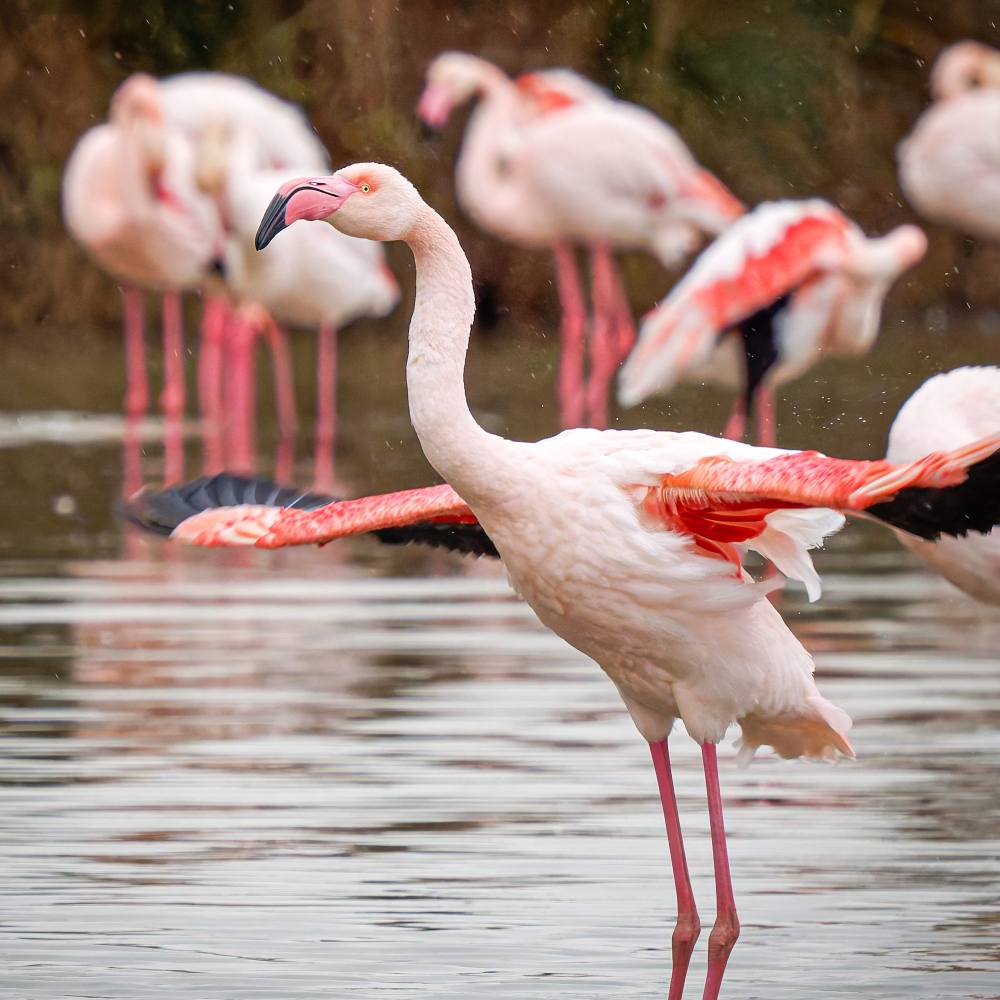 Phoenicopterus Roseus — 20251201 — 40 × 30 cm