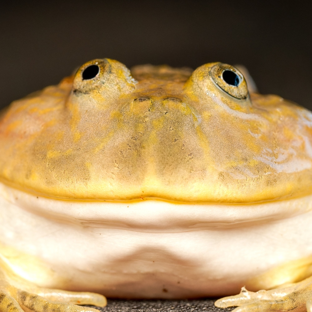 Lepidobatrachus Laevis — 20251115-2025-11-15 — 40 × 30 cm