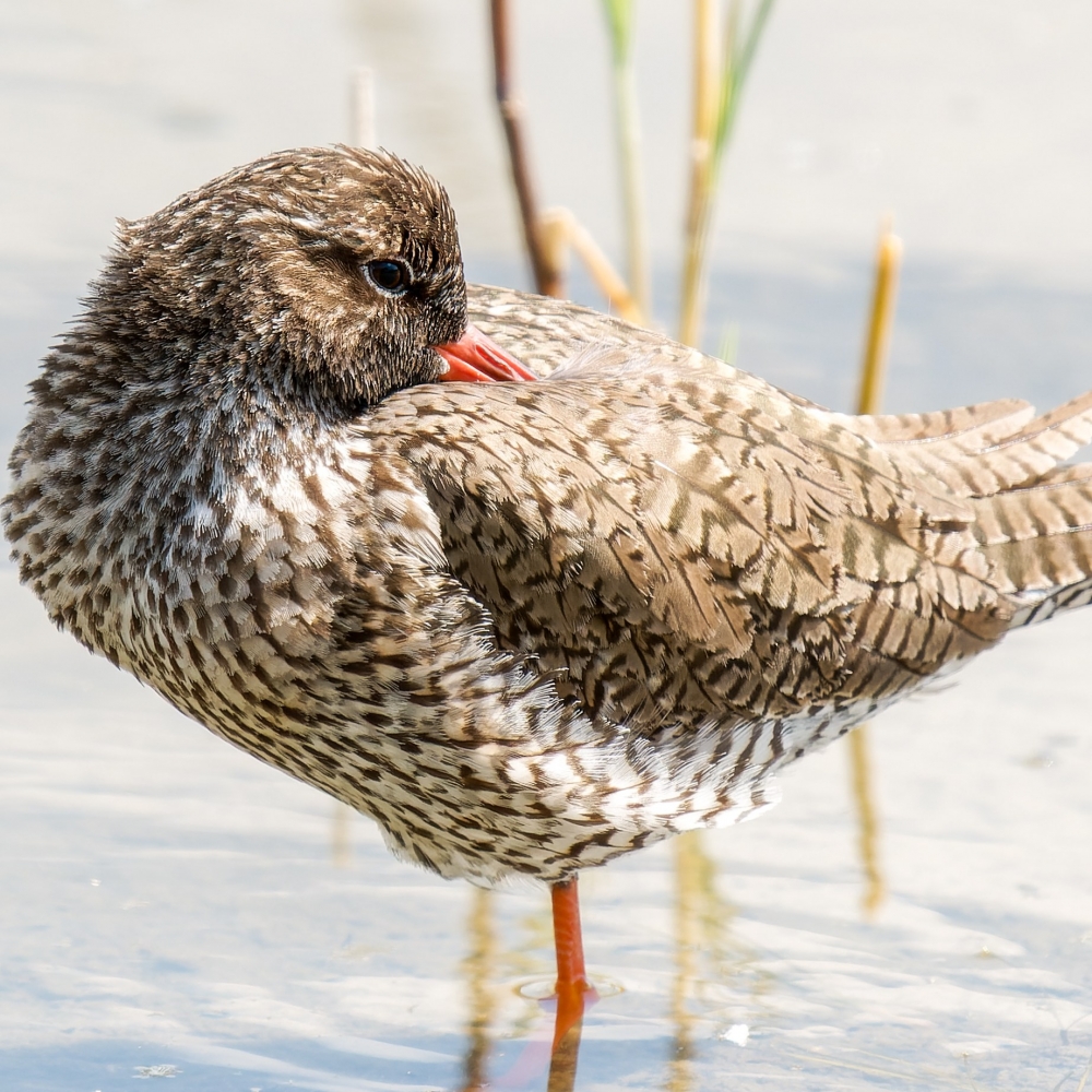 Tringa Totanus — 20250518 — 60 × 40 cm