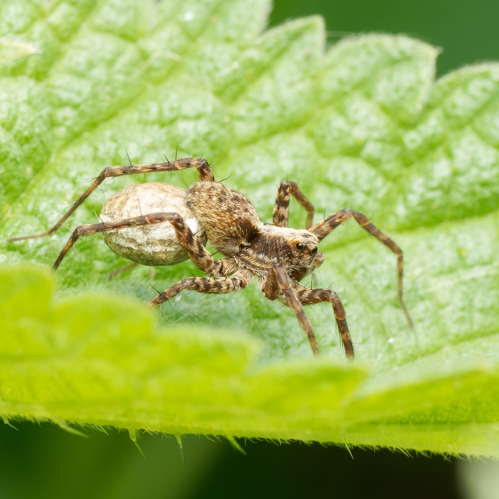 Pardosa Spec — 20250601 — 40 × 30 cm