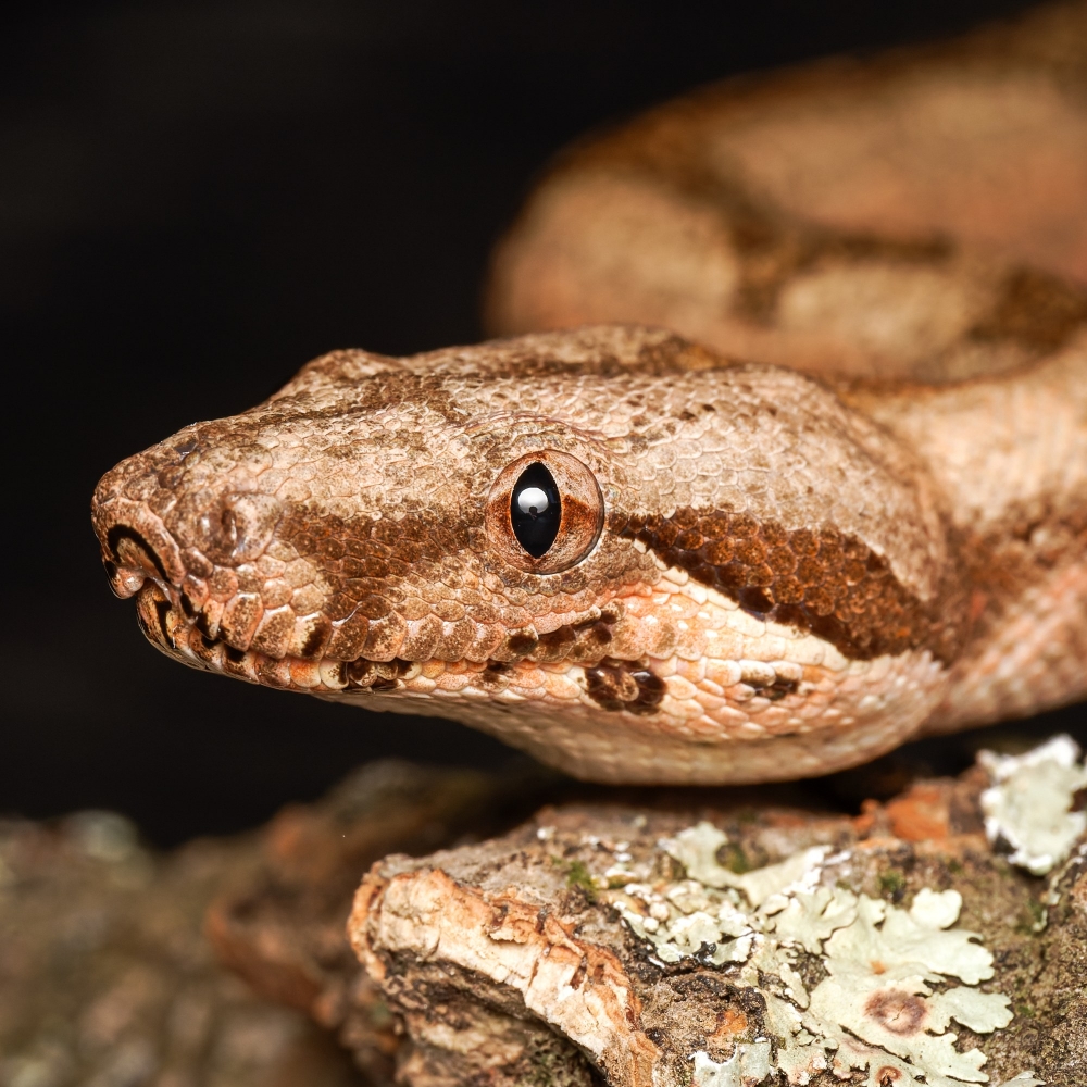 Boa Constrictor — 20251115-2025-11-15 — 40 × 30 cm