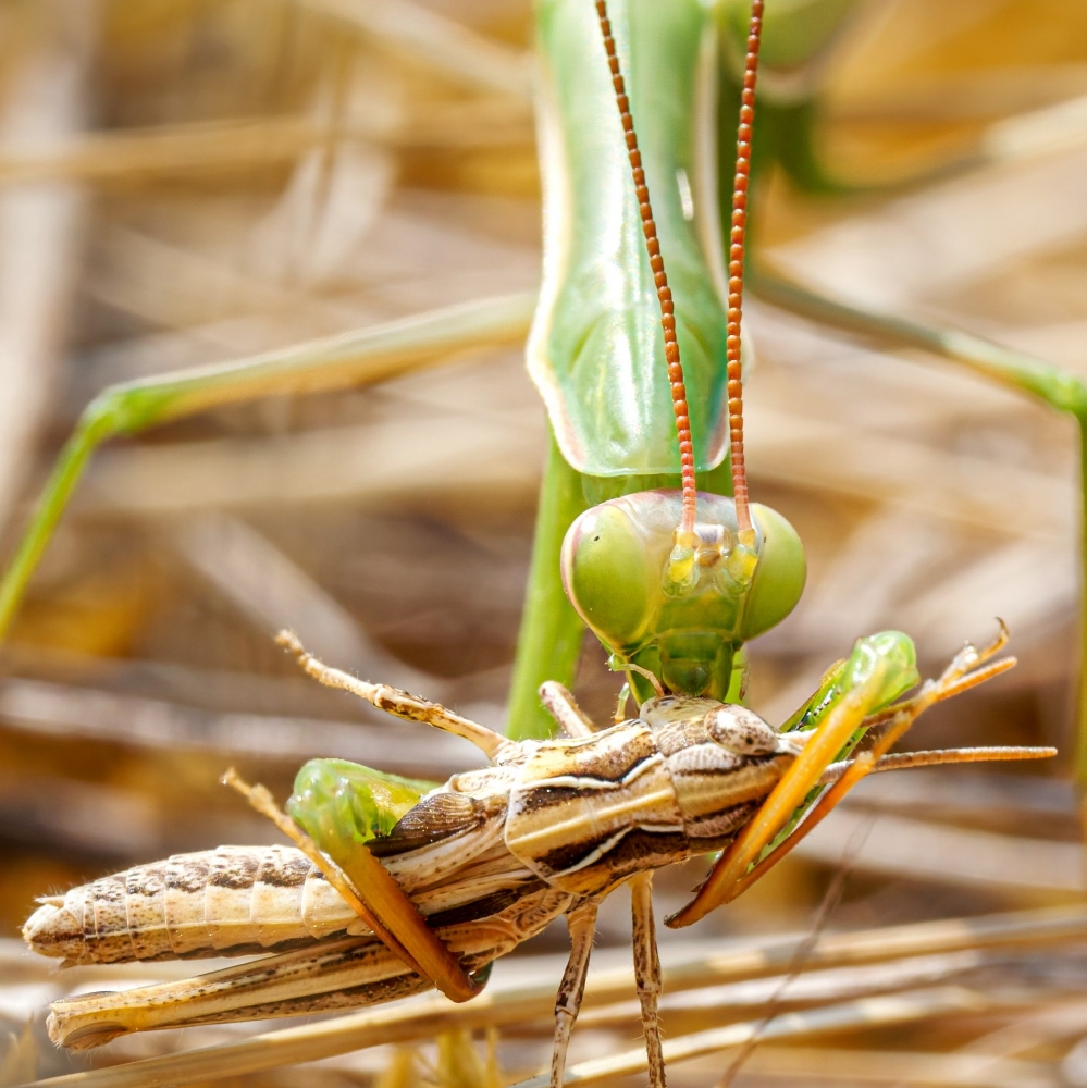 European Praying Mantis in Venoy — 50 × 70 cm