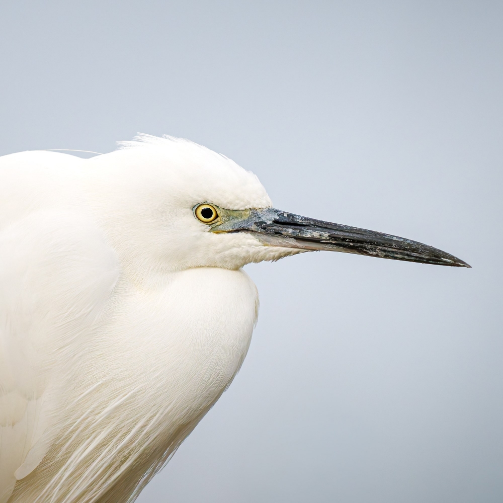 Larus Michahellis — 20251201 — 70 × 50 cm