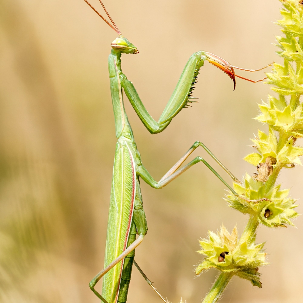 European Praying Mantis in Venoy — 40 × 60 cm
