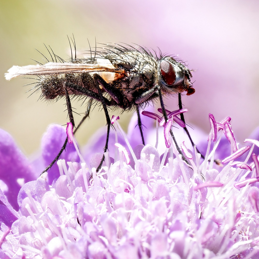 Eriothrix Rufomaculatus — 20250811 — 60 × 40 cm