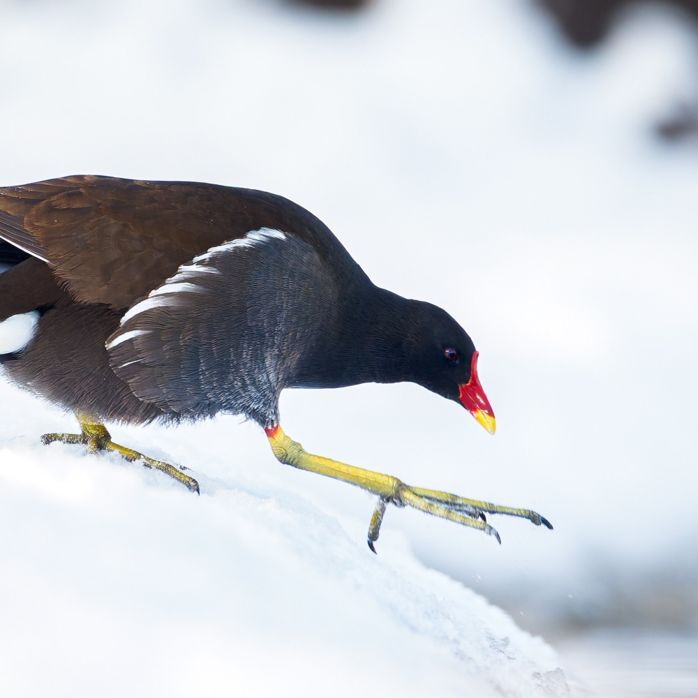 Gallinula Chloropus