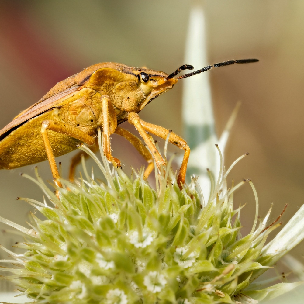 Carpocoris Fuscispinus — Venoy — 60 × 40 cm