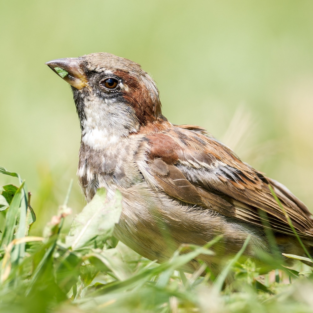 House Sparrow in 20250812 — 40 × 30 cm