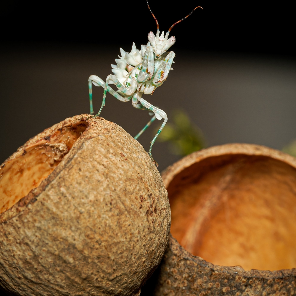 Pseudocreobotra Lestoni — 40 × 30 cm