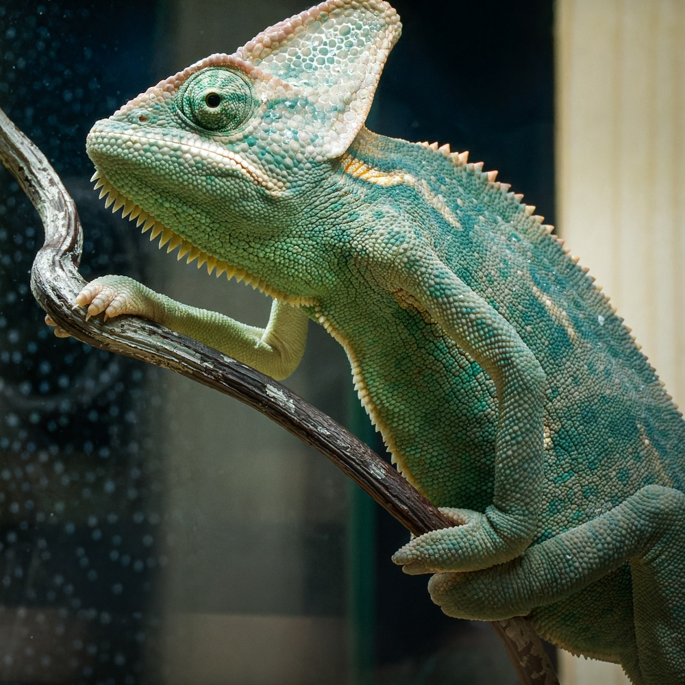 Chamaeleo Calyptratus — 20251115-2025-11-15 — 70 × 50 cm