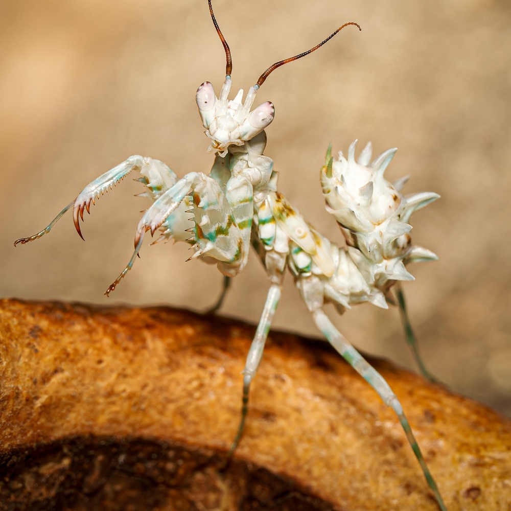 Pseudocreobotra Lestoni — 40 × 30 cm