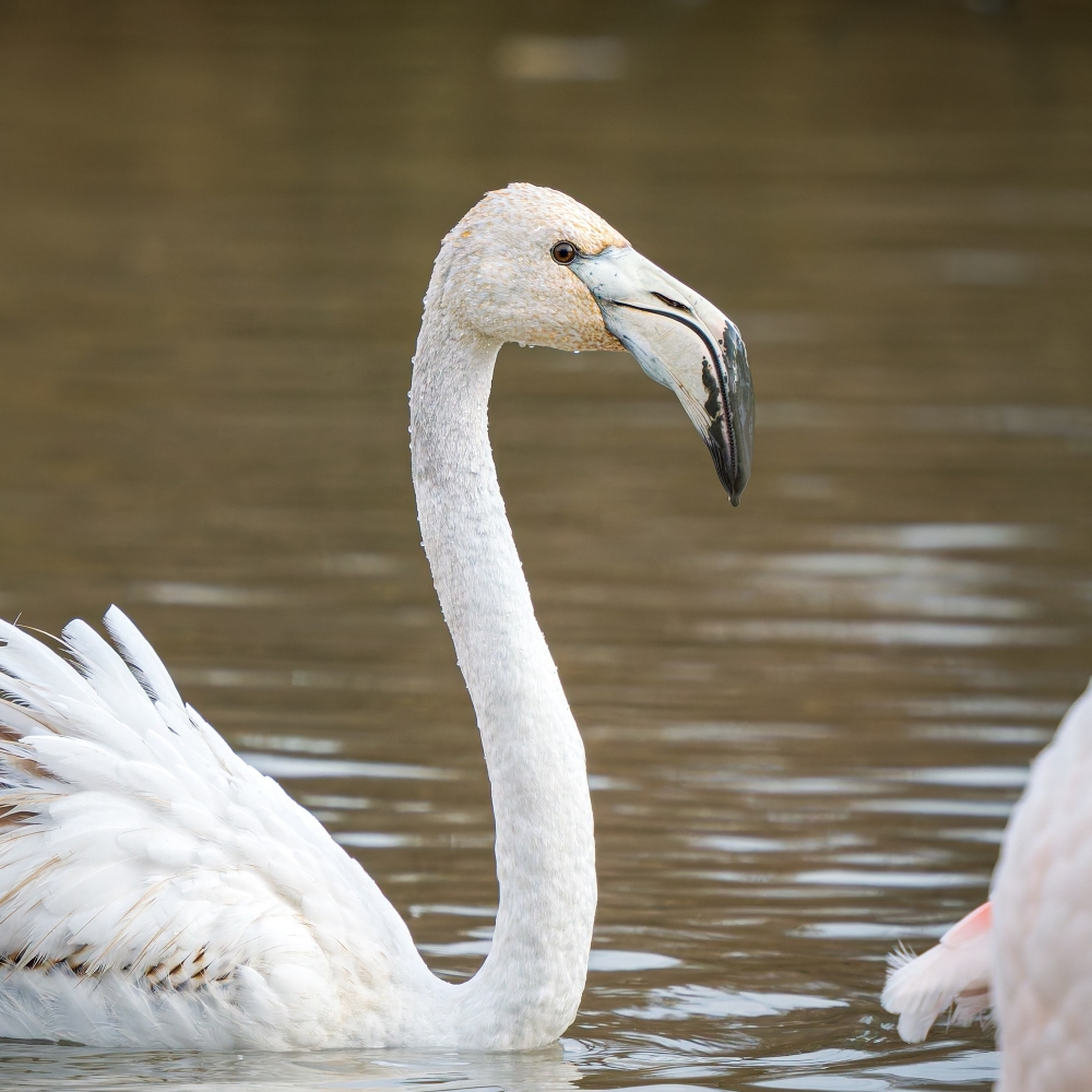 Phoenicopterus Roseus — 20251201 — 60 × 40 cm