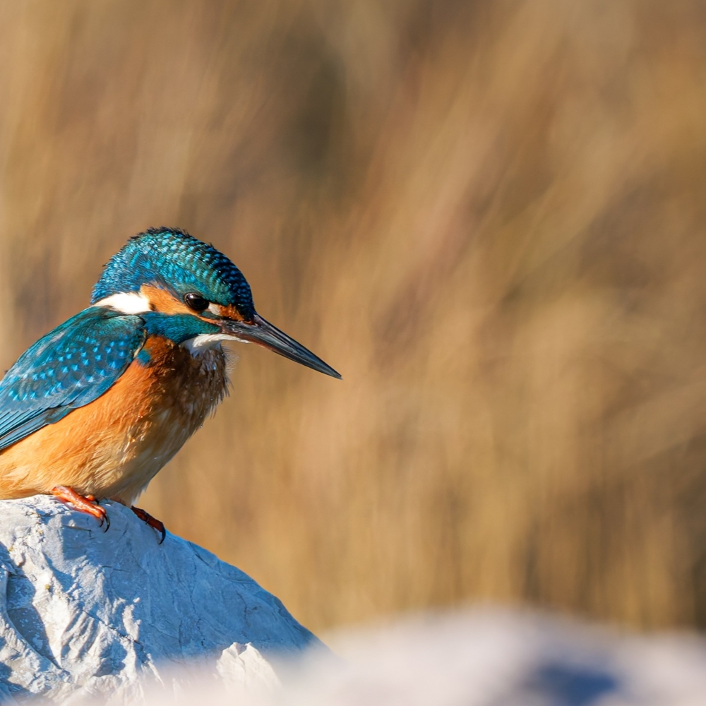 Alcedo Atthis — 20251205 — 60 × 40 cm