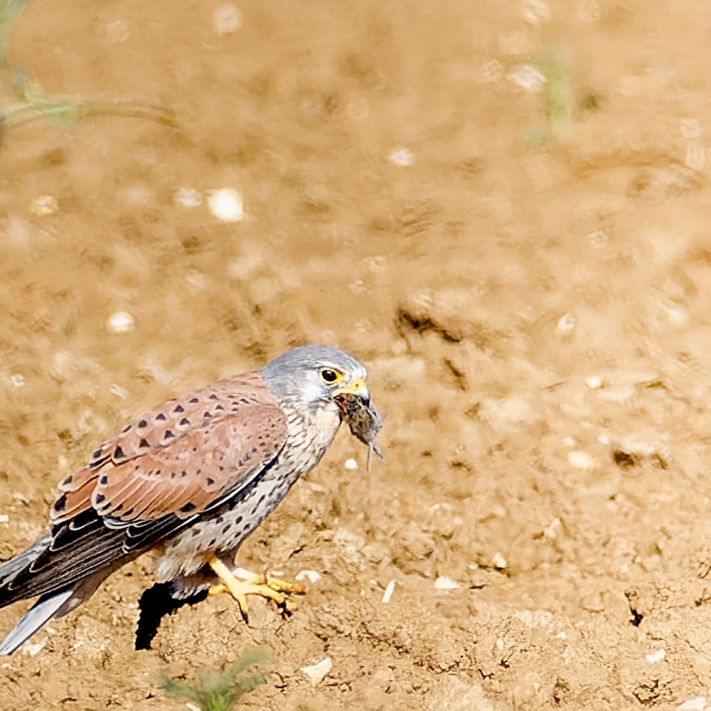 Falco Tinnunculus — Vergigny
