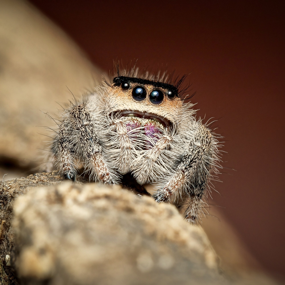 Sofia — Phidippus Regius Le gosier — 40 × 30 cm
