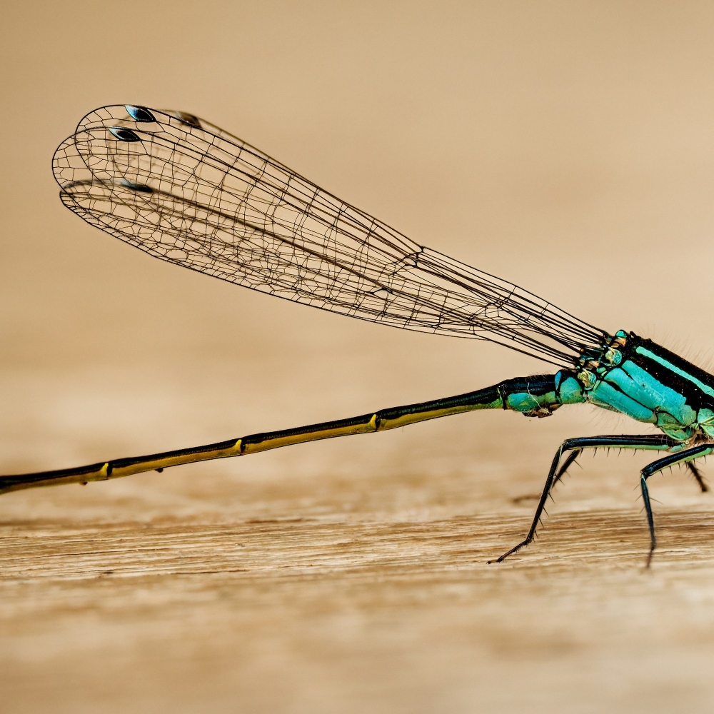 Ischnura Elegans — Mézières-en-Brenne — 60 × 40 cm