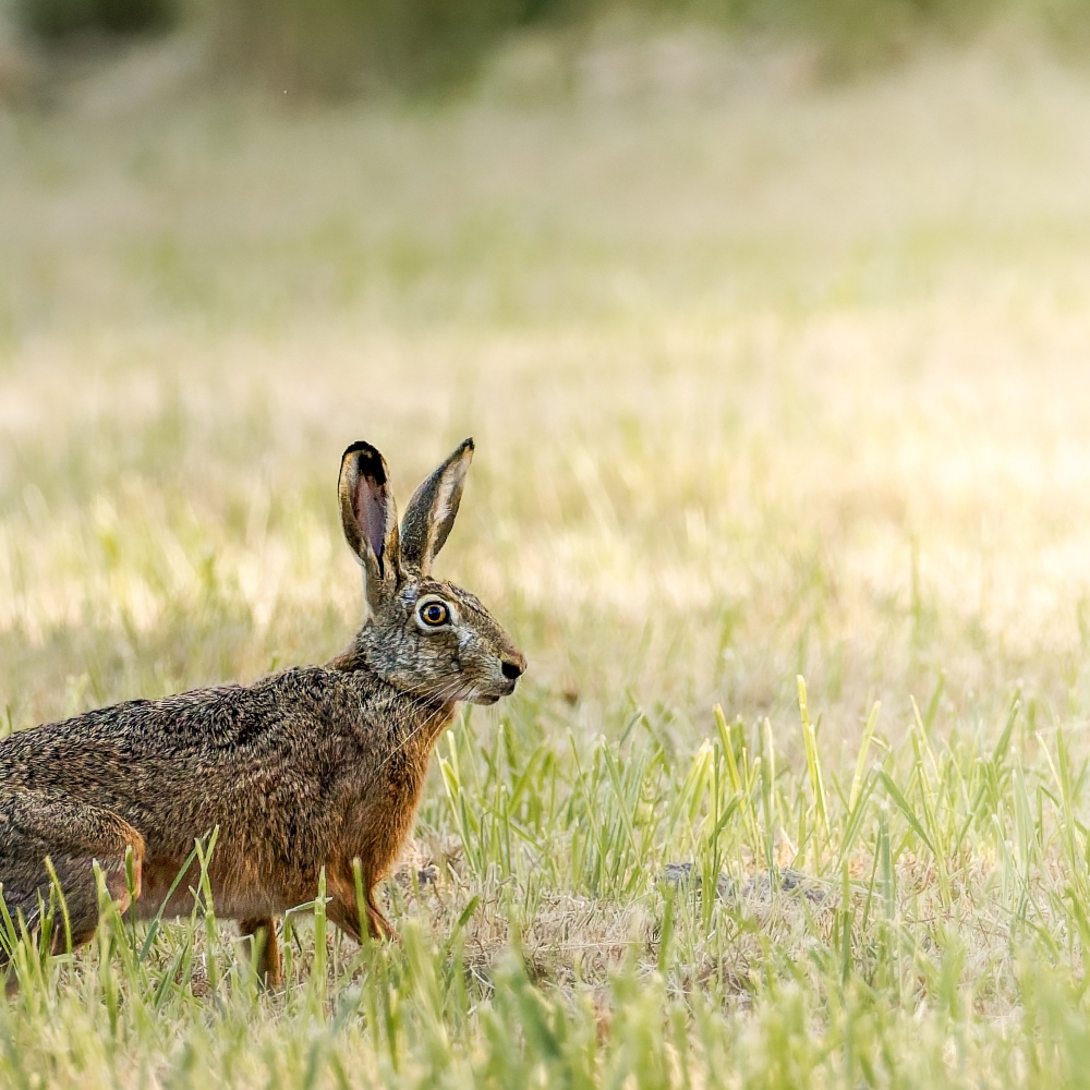 Lepus Europaeus — Rosnay — 40 × 30 cm