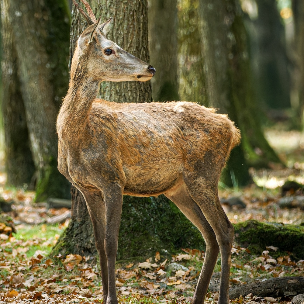 Cervus Elaphus — 20251014 — 60 × 40 cm